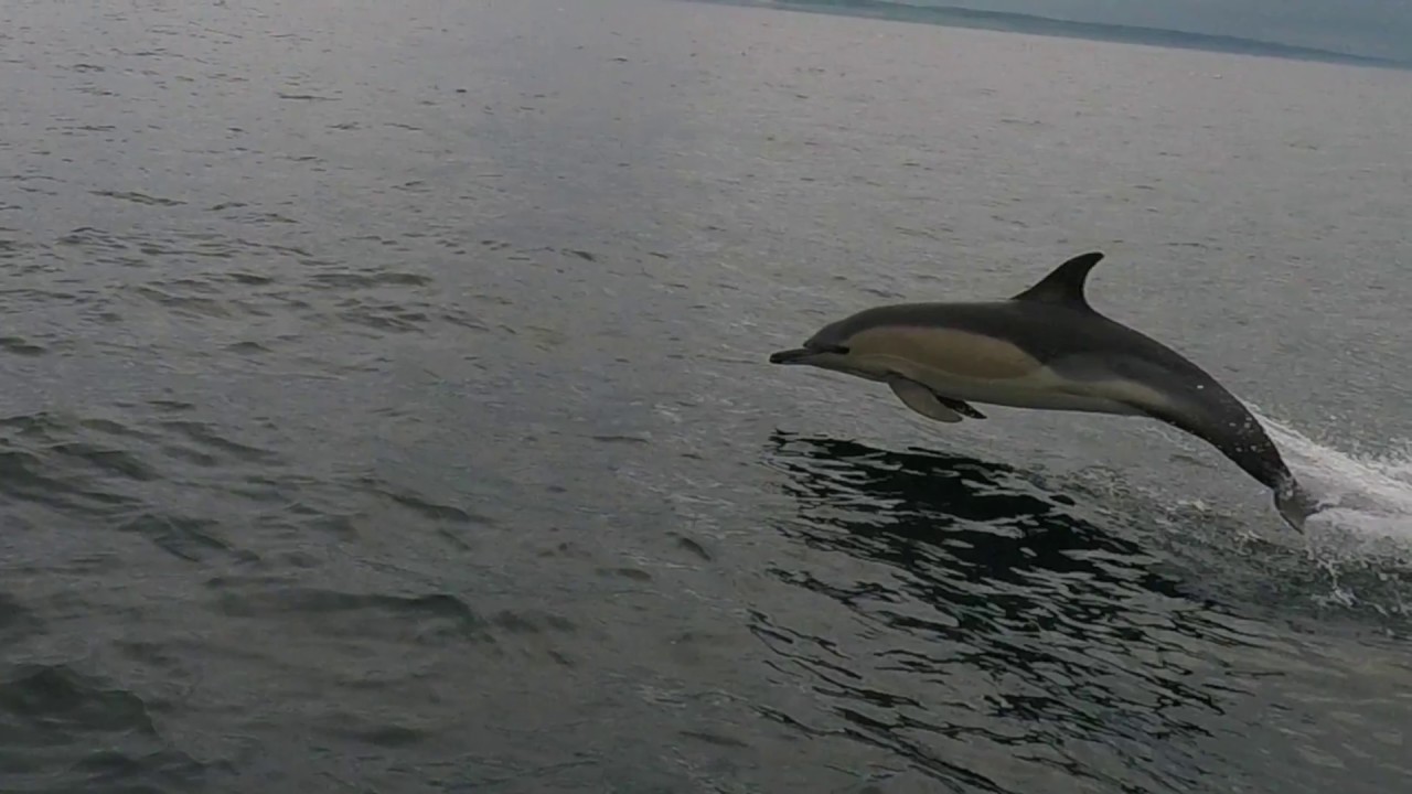 Dolphins and Gannets feeding north of Rathlin island.