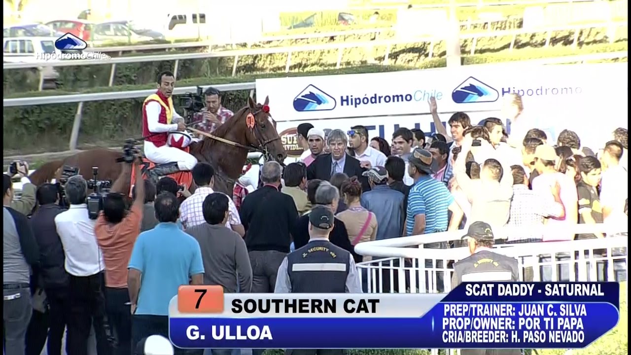 St Leger 2014 - Southern Cat