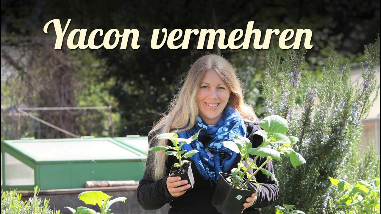 Yacon erfolgreich anbauen | Überwintern | Vermehrung Teil 4/4 | Exoten im Garten