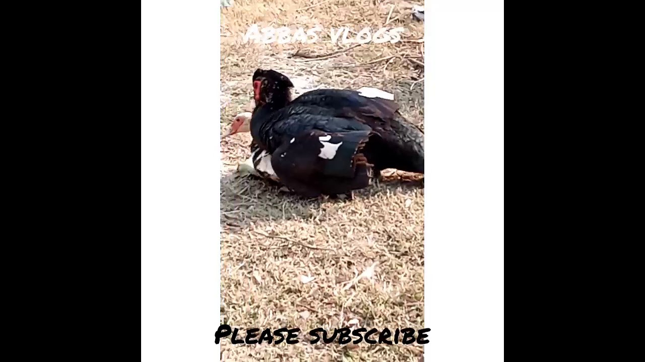 ducks mating... duck also have penis. 