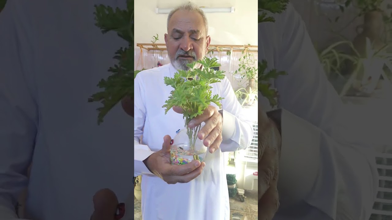 طريقة إكثار نبات كف الوزة والعناية به ⚘️جنتي حديقتي⚘️