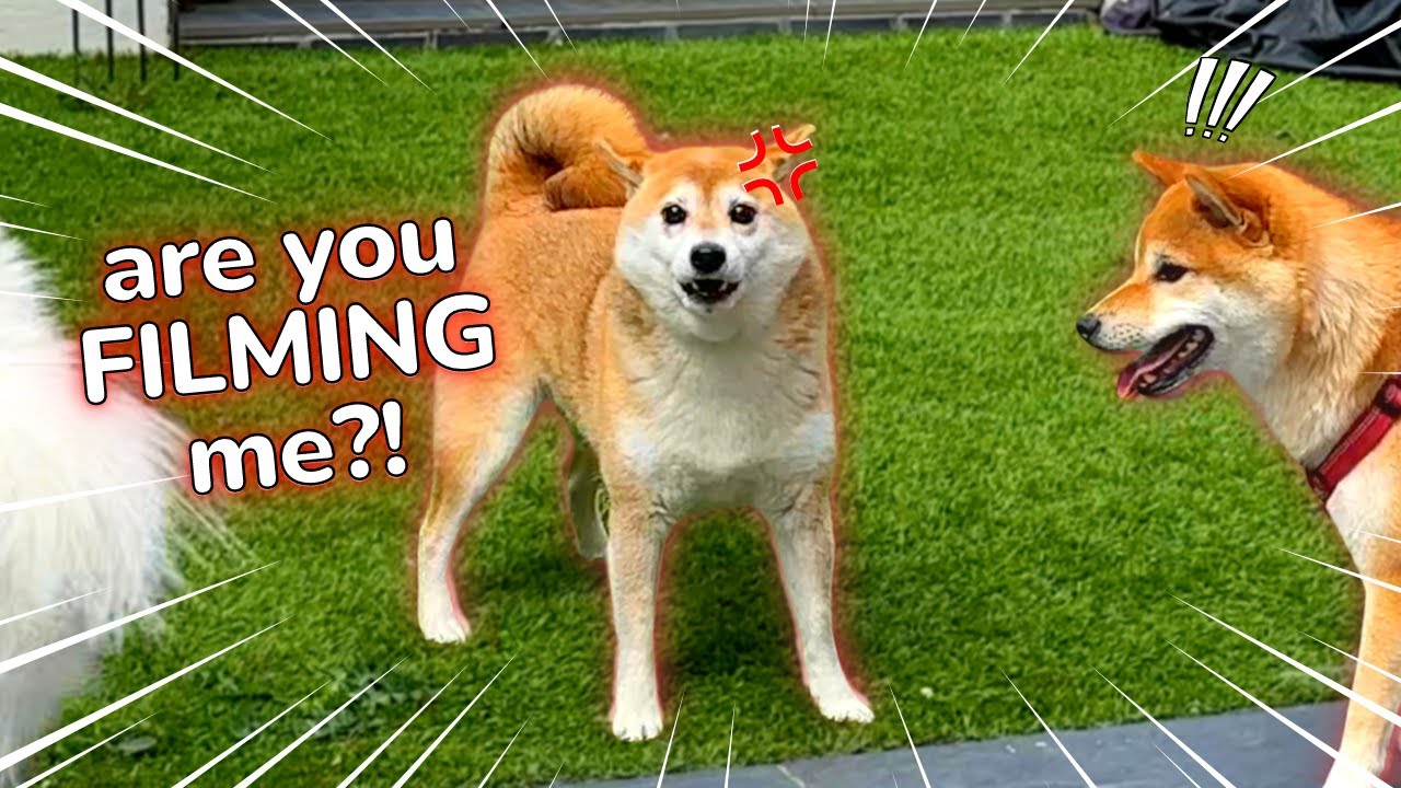 My Dog is a Karen ⚠️ (Scream warning)