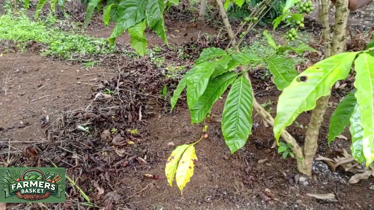 FARMERS BASKET UGANDA: LEARN TO MANURE YOUR OLD COFFEE TREES FOR HIGHER YIELDS AND EARN MONEY