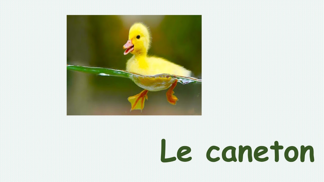 Vocabulaire 2 du conte "A la ferme"