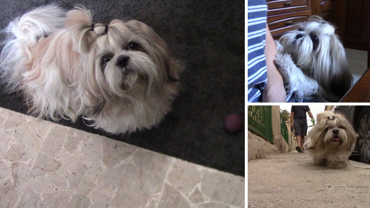 VLOG: Утро с ши тцу