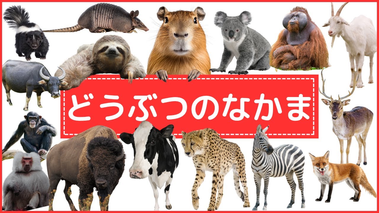 【どうぶつのなかま！】動物の仲間大集合！動物の仲間が１９種類登場！