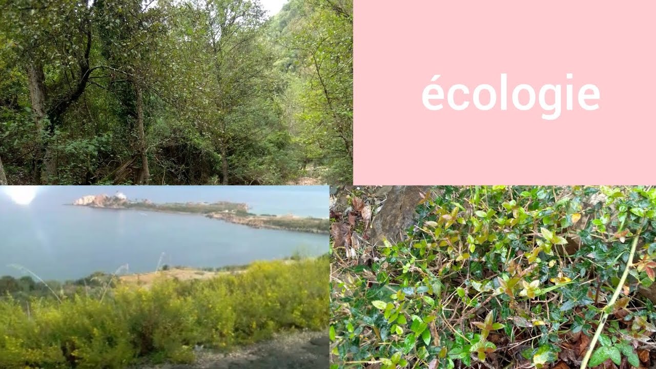 أول خرجة ميدانية في مجال الدراسة📑علم البيئة و المحيط🌳⛰️🏝️🌸écologie🌸