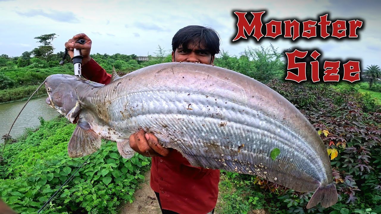 इस जगह में छुपे हैं राक्षस मछली | Big Monster Wallago Attu pathan fish catch | Spoon fishing tips