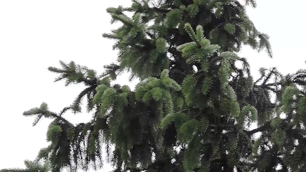 45k Urodziny, super prezent i Ruda na drzewie ;)