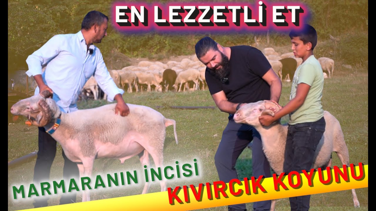 KIVIRCIK KOYUNU ÖZELLİKLERİ