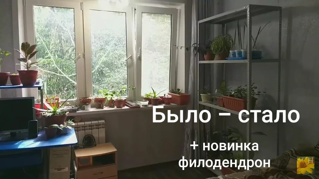 Комнатные растения🍀Новая обувь👟Филодендрон Медуза🐙Бесплатное улучшение освещения🌞Что сразу выросло🌱