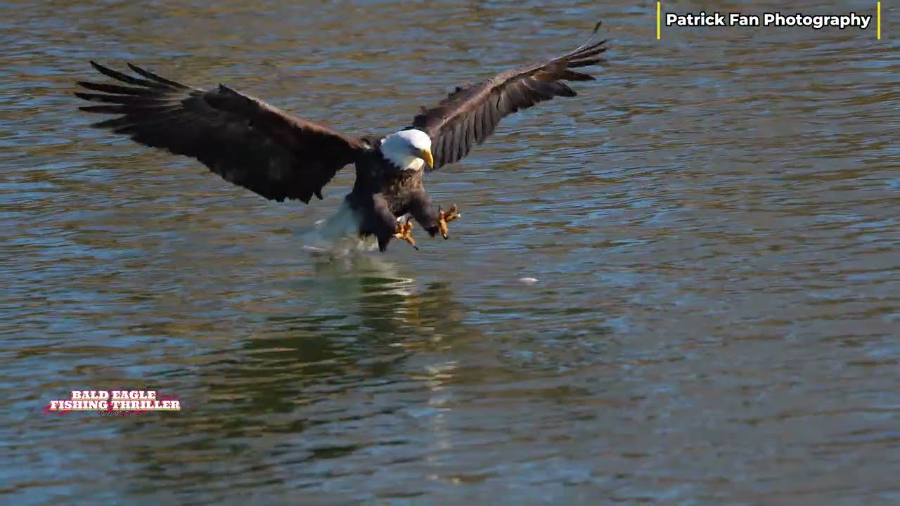 Majesty in Motion: A Bald Eagle&rsquo;s Perfect Hunt 🦅🎣 | Slow Motion Wildlife  4K  #viral #wildlife