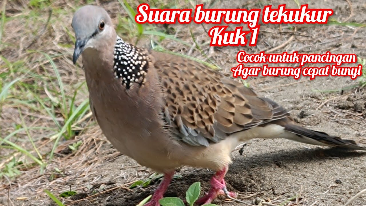 Suara burung tekukur @Pemikat_Burung_112 