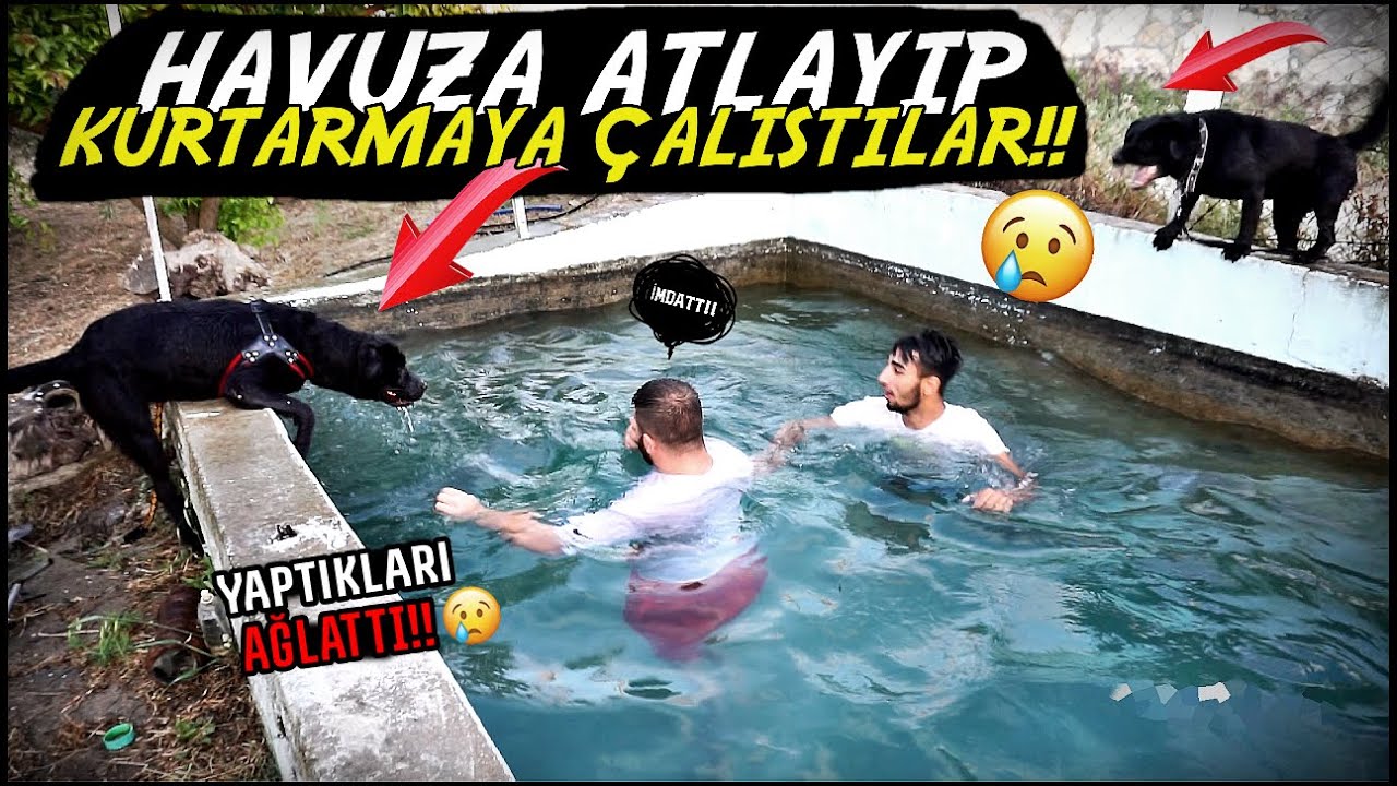 SAHİBİNİN BOĞULDUĞUNU GÖREN KÖPEKLERİN ÇIRPINIŞLARI AĞLATTI!! (HADES VE GECE)