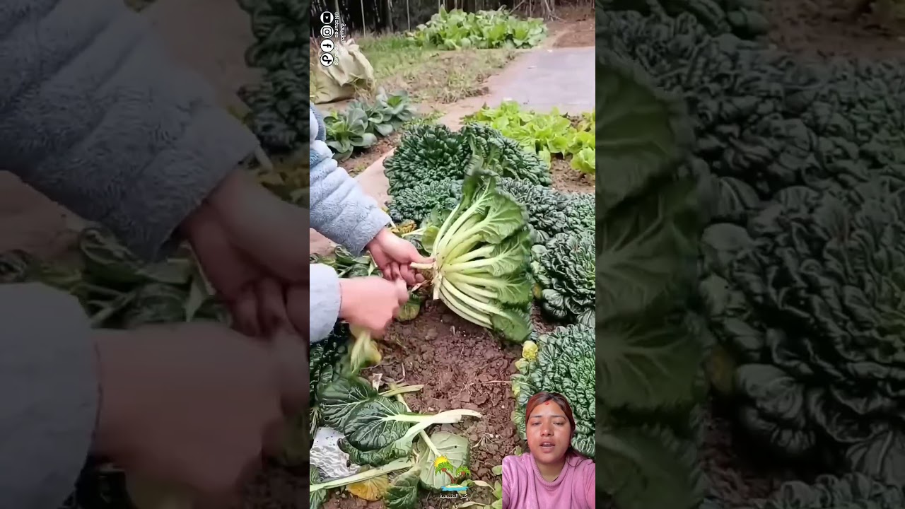 herda ful jato dekhine kati ramro saag #trending #agriculture #farming #saag#plants #flowers