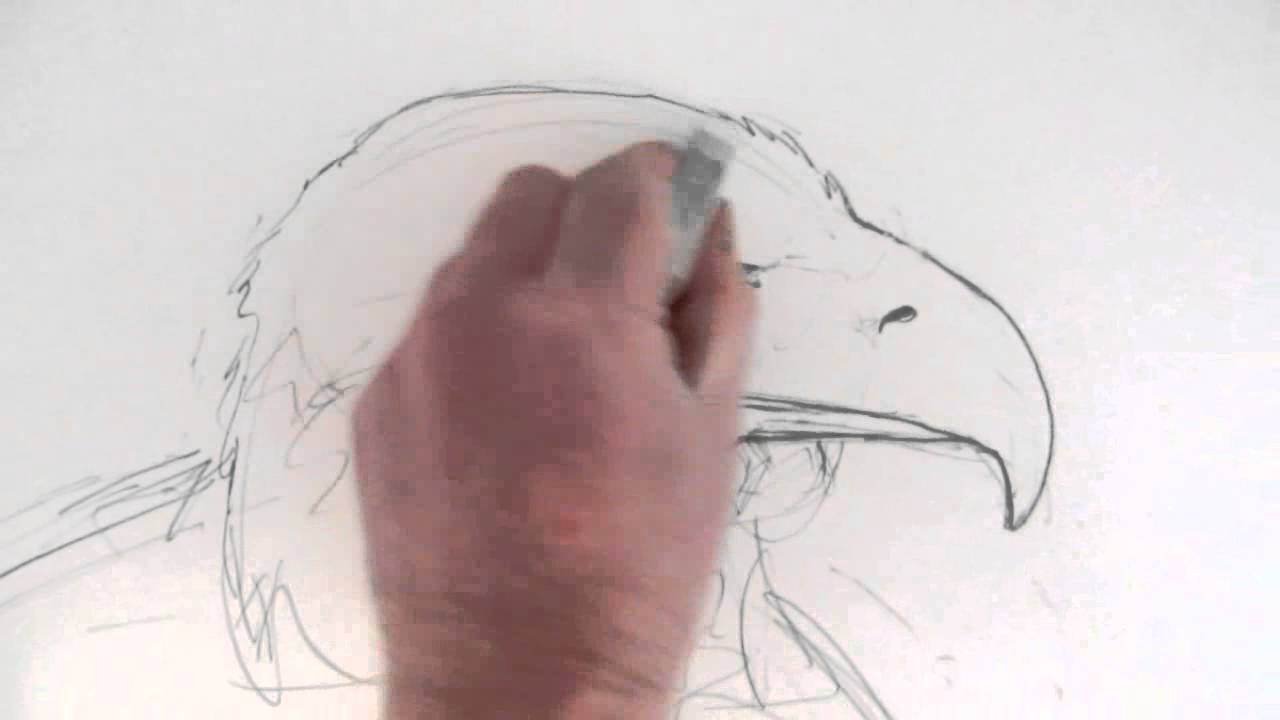 How to Draw an Eagle's Head Narrated Step by Step