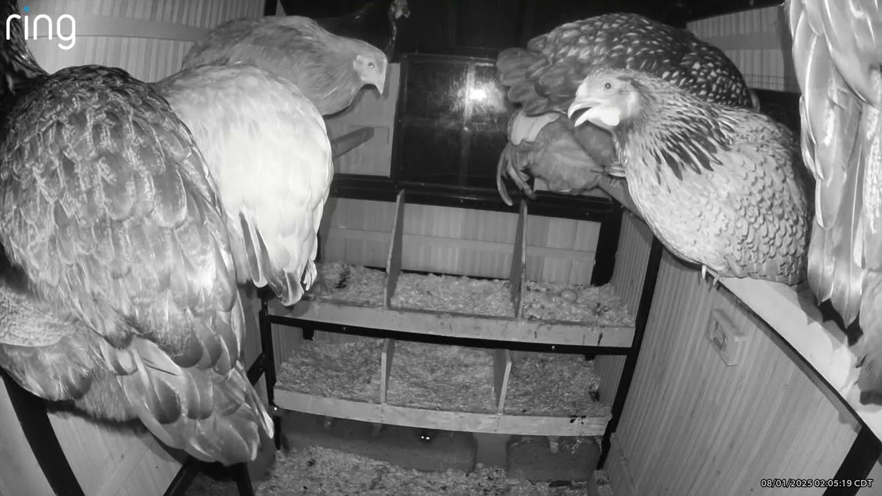 And this is why you always close your coop door at night!
