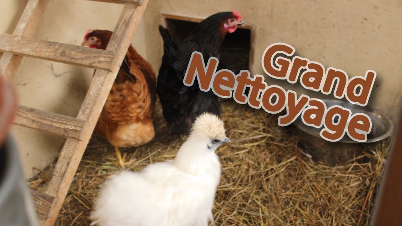 Nettoyage de printemps au poulailler