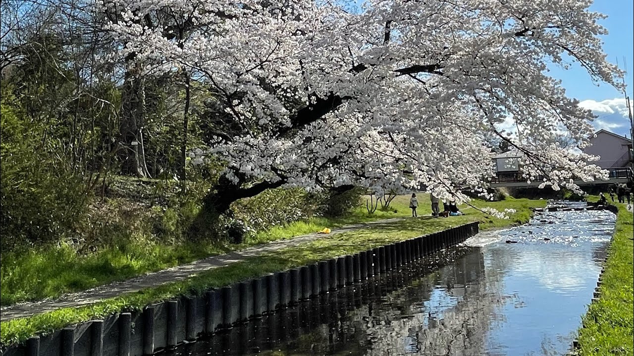 2025年日帰り川越花見旅