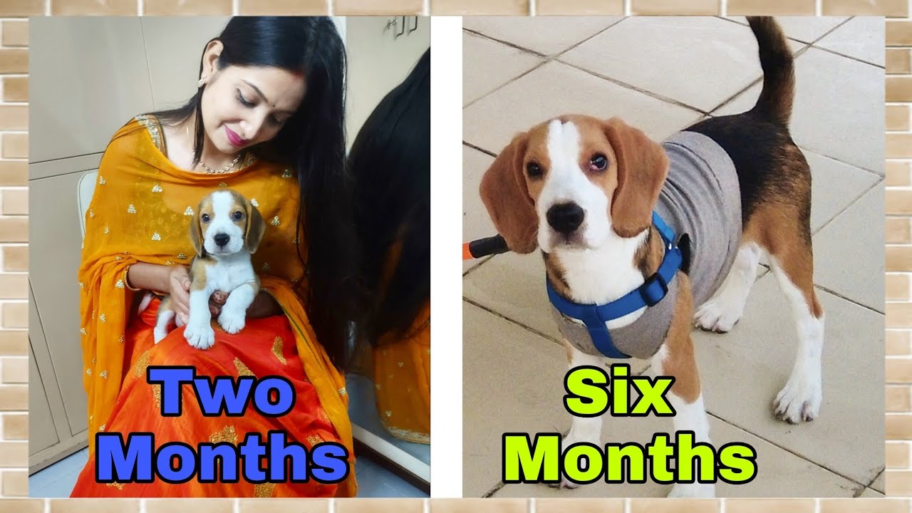 Beagle Puppy From 2 Months to 6 Months | Beagle Puppy Transformation