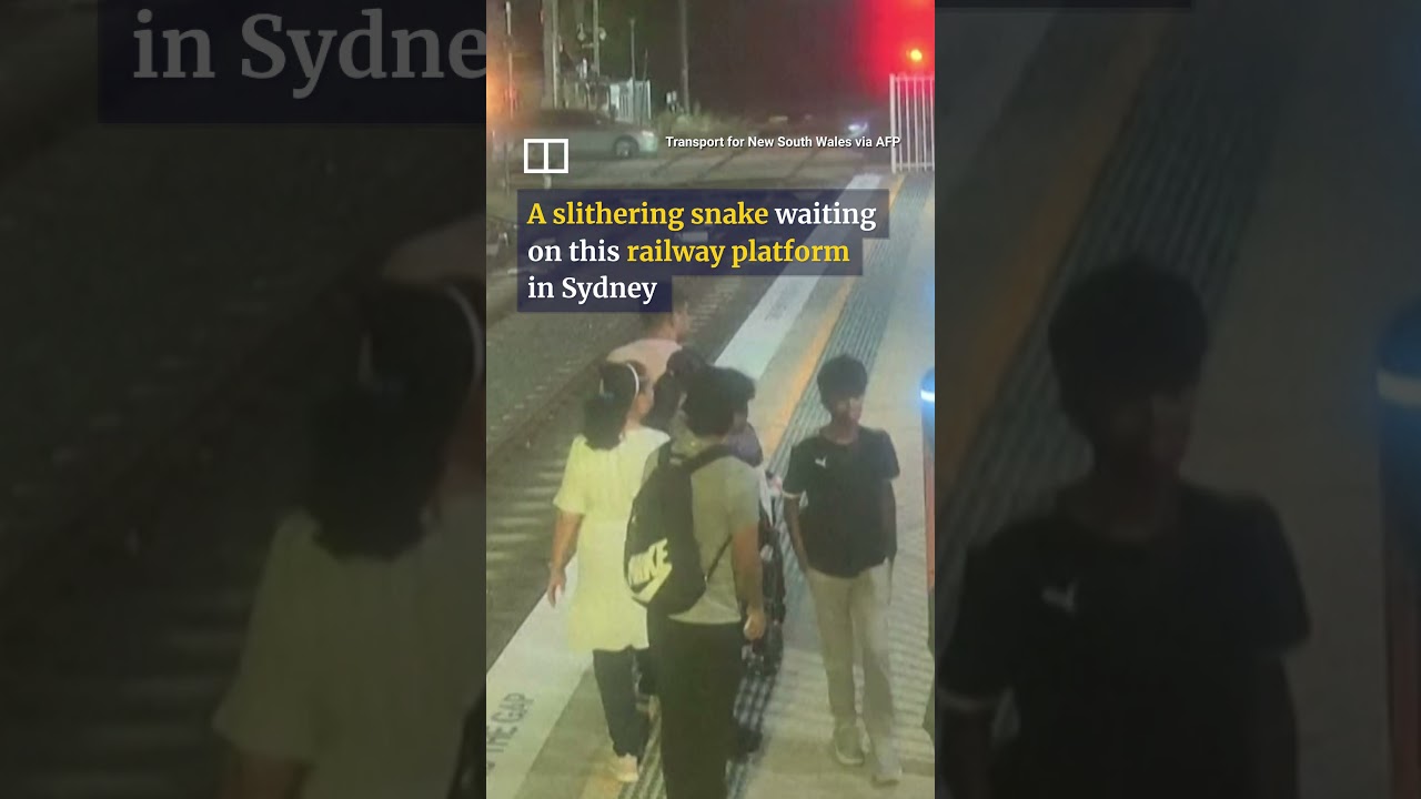 Snake-panic thwarted at Australian railway station