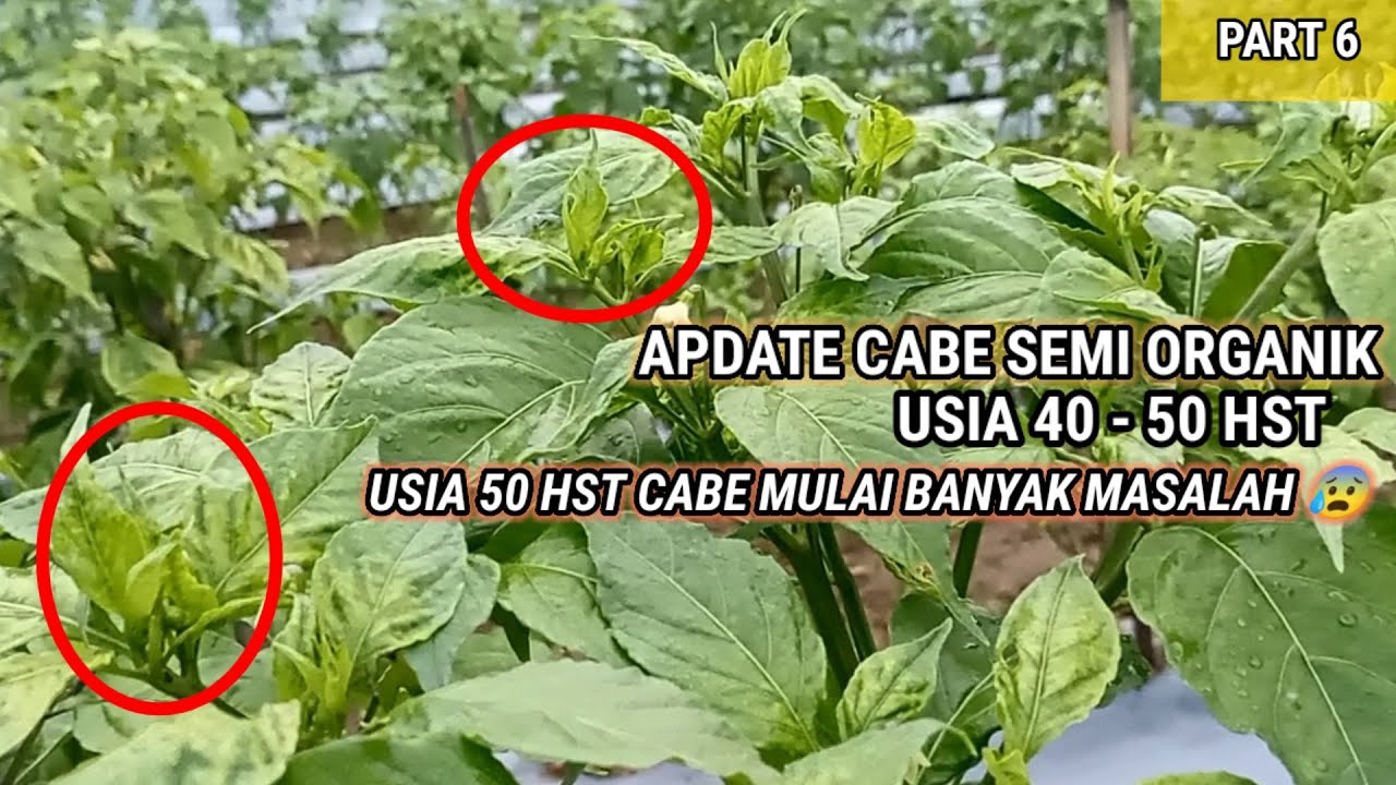 KONDISI CABE LOKAL SEMI ORGANIK MASA GENERATIF MULAI BANYAK MASALAH MUNCUL !!