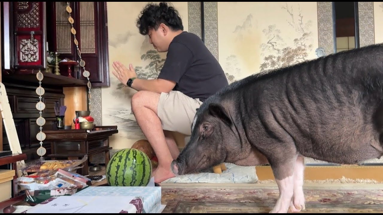 お盆にブタ連れて帰省する親戚ってどう思いますか？