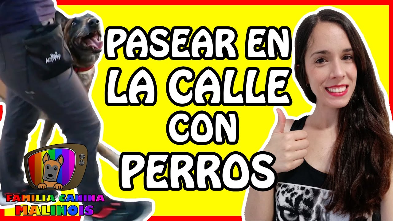 ENSEÑAR a un PERRO a NO TIRAR DE LA CORREA en la CALLE y con OTROS PERROS | Adiestramiento Canino