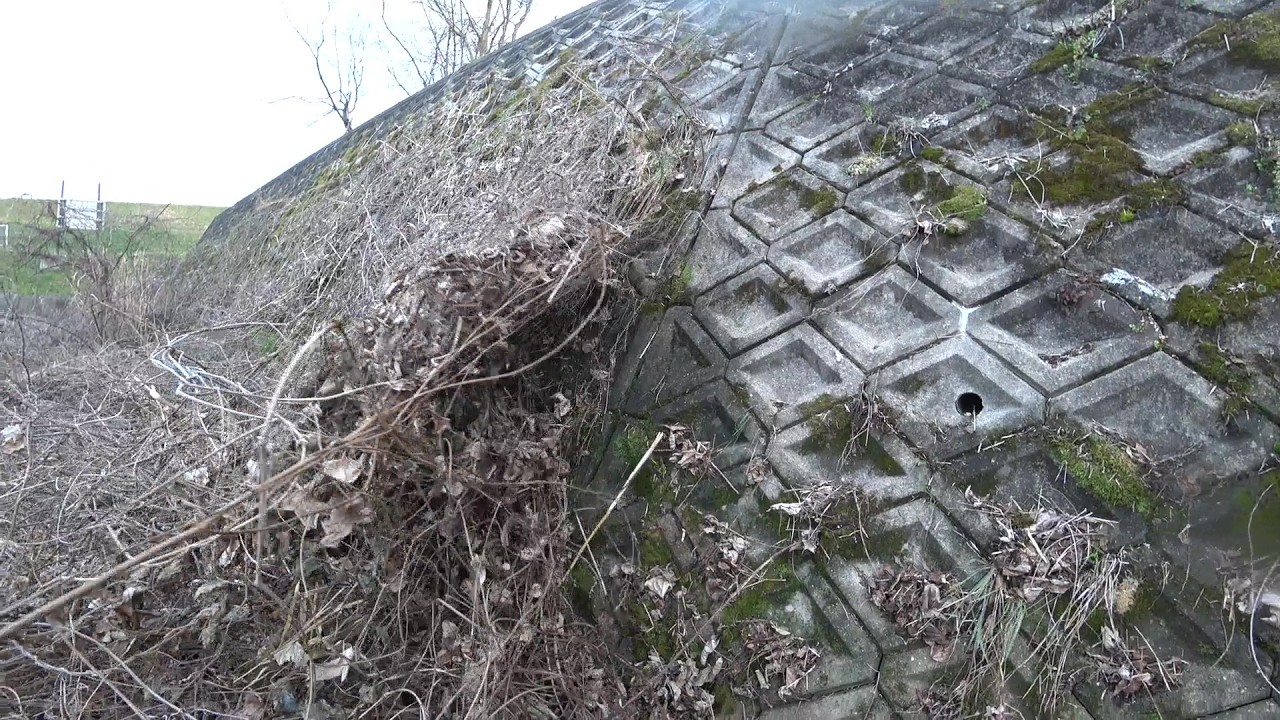 Nature Wonderland; acquiring more pieces of vine with roots from a ditch at the second site 20260319