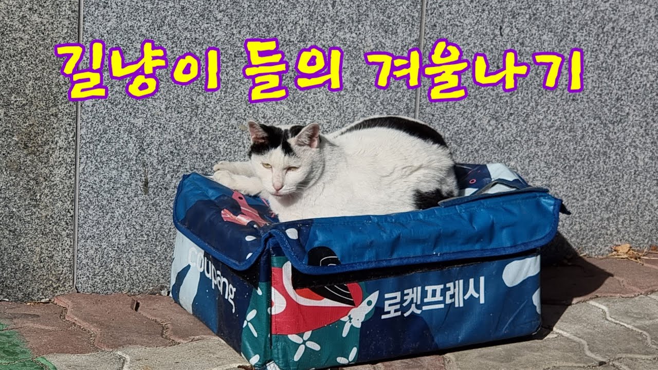 길양이 들의 겨울나기 