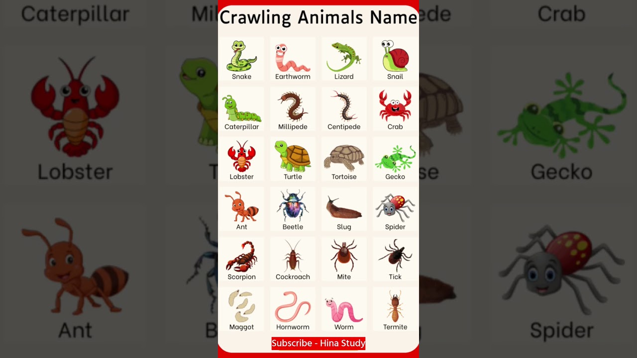 20 Crawling Animals Names for Kids | Fun Learning Video with Pictures and Sounds | Hina Study