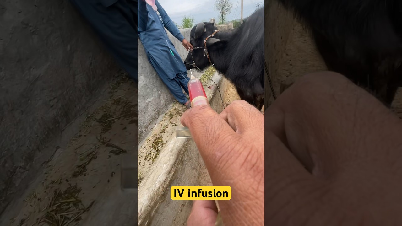 IV infusion | anemia treatment | blood parasites | yarkan | #love #travel #beach #viral #cow #edm