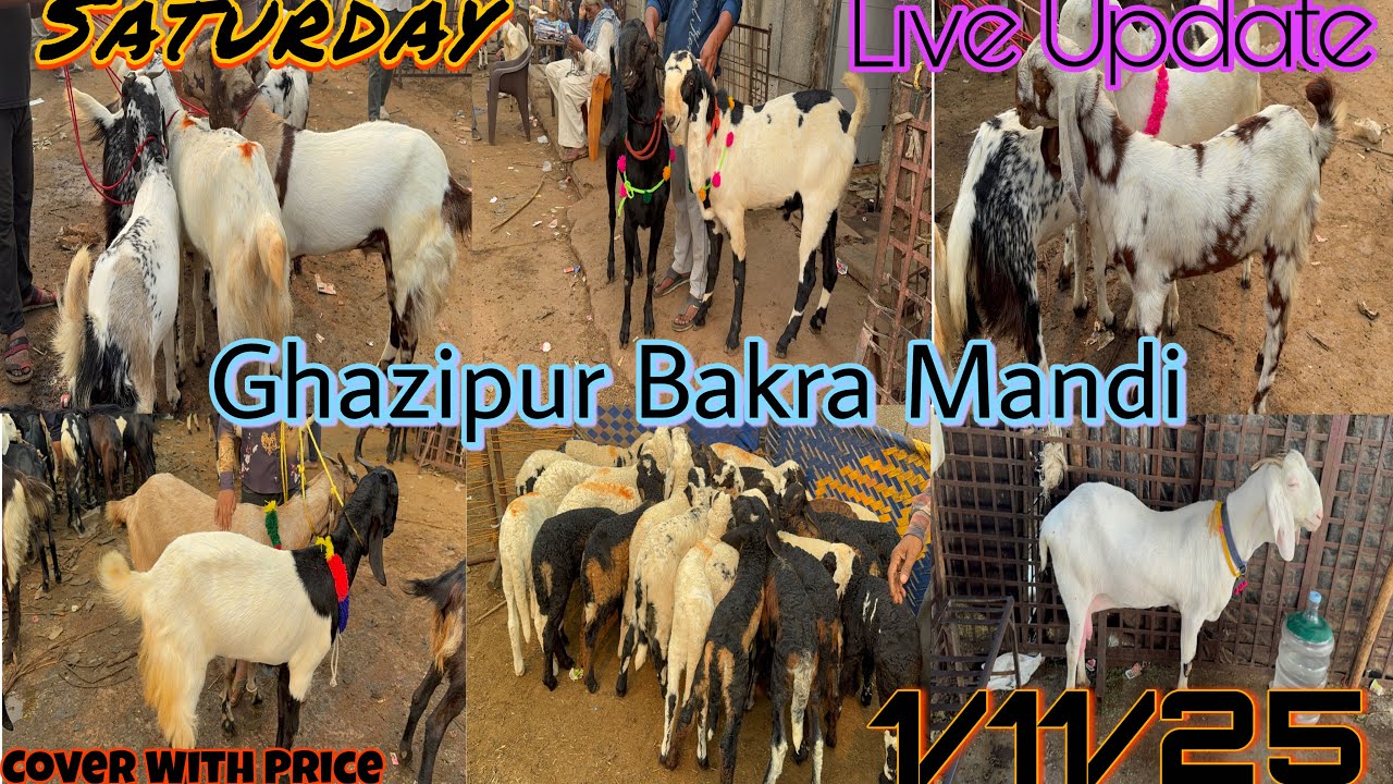 Ghazipur Bakra Mandi Live Update 1/11/2025 Delhi 