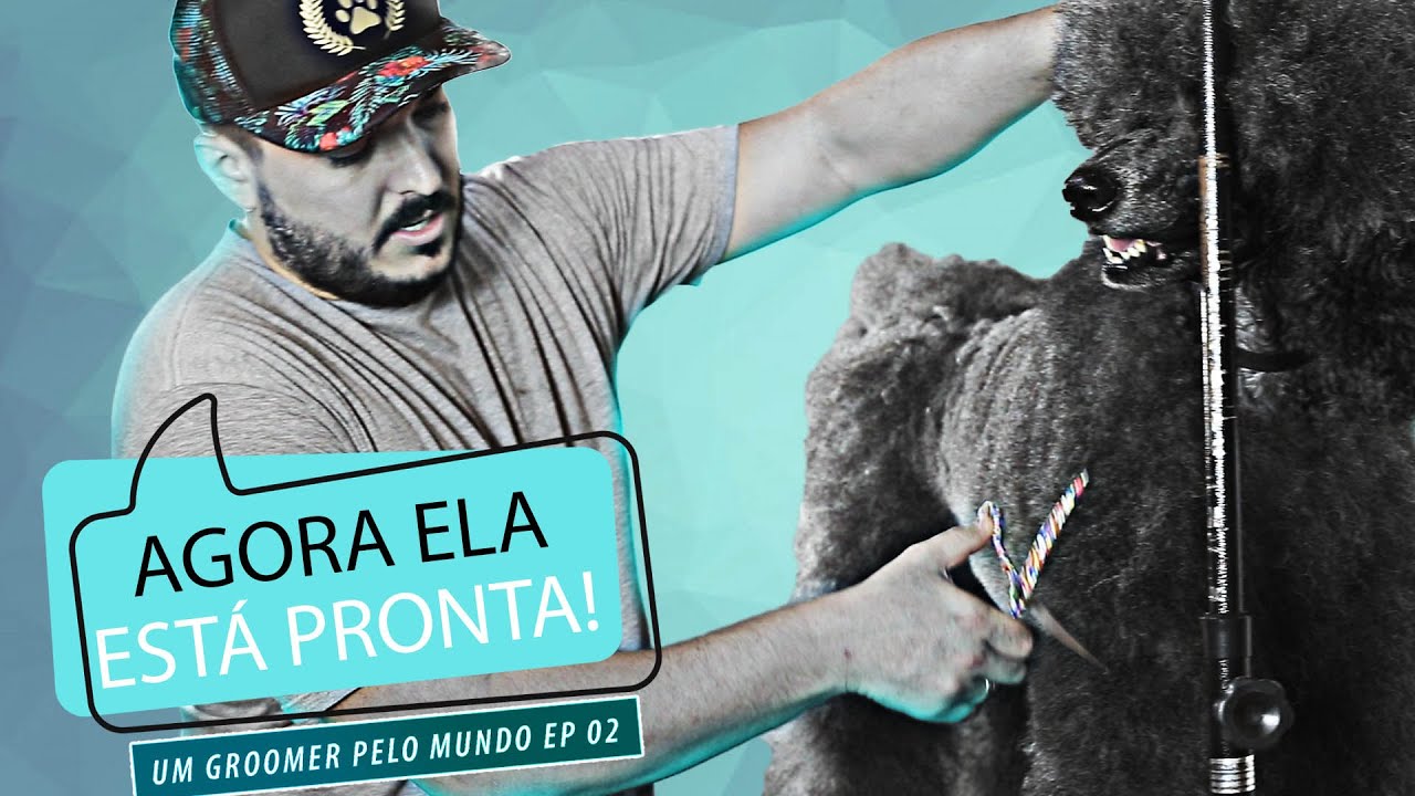 Tosa Asiática em Curitiba e preparação de Poodle Gigante | Um Groomer pelo Mundo.