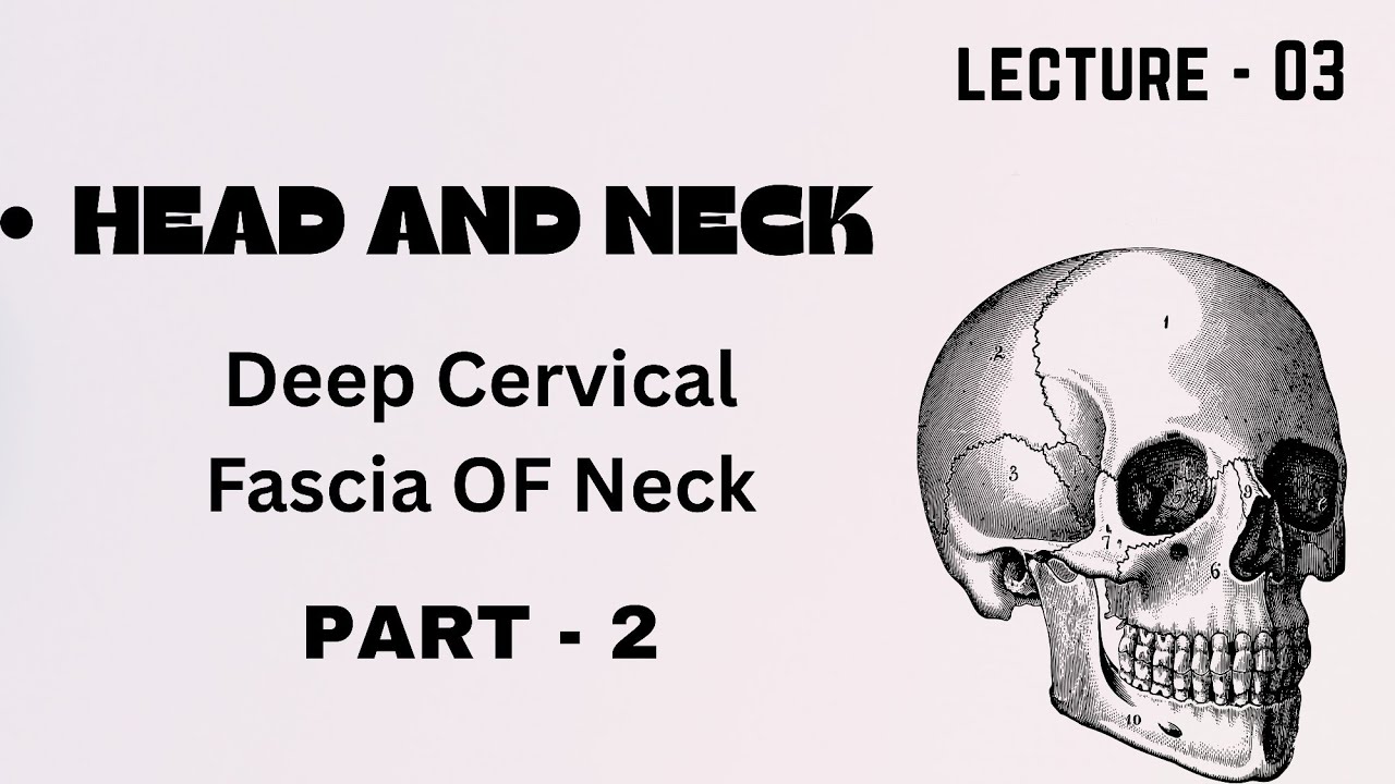 Deep Cervical Fascia Of Neck   l Part 2 l Head And Neck l