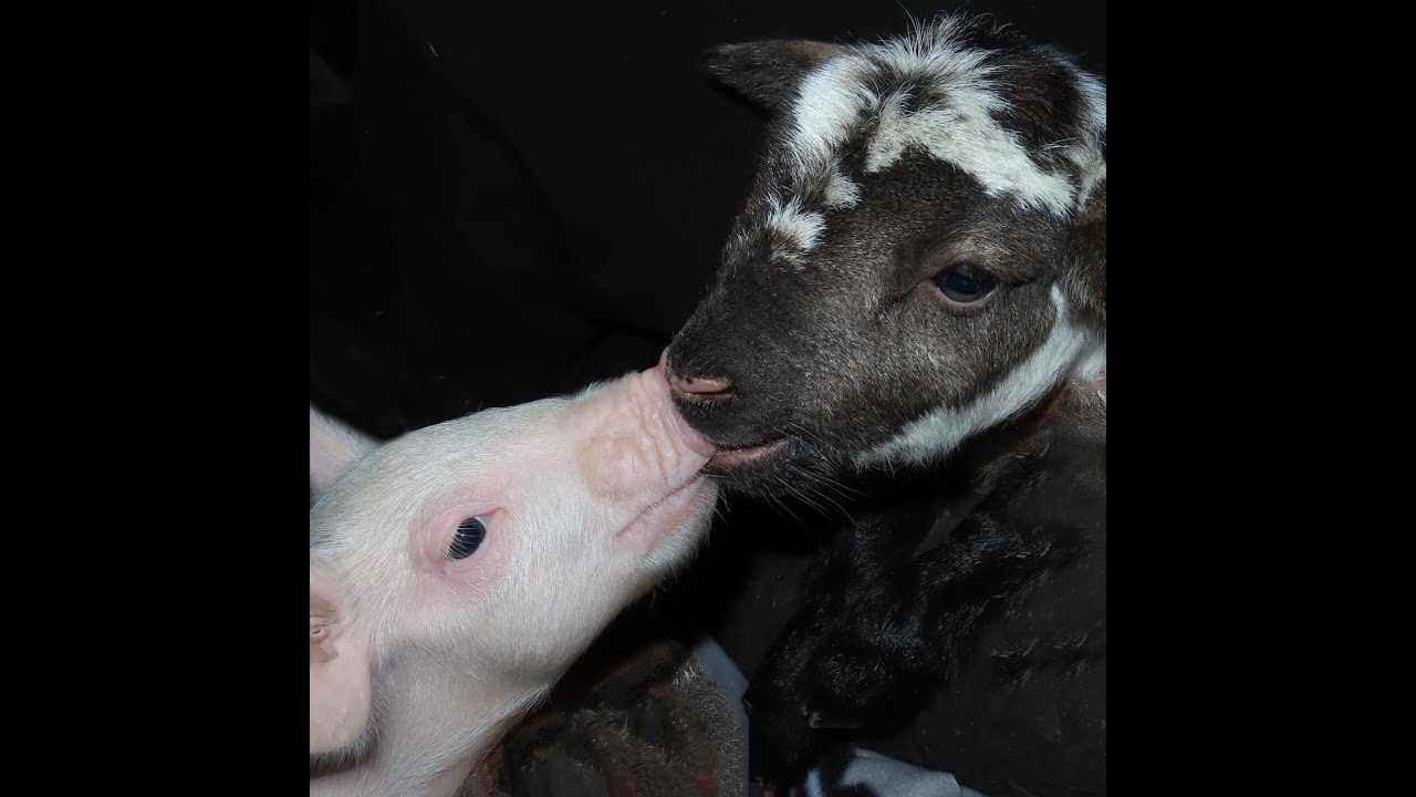 Compassion in Action - Wenda Shehata - Hugletts Wood Farm Animal Sanctuary