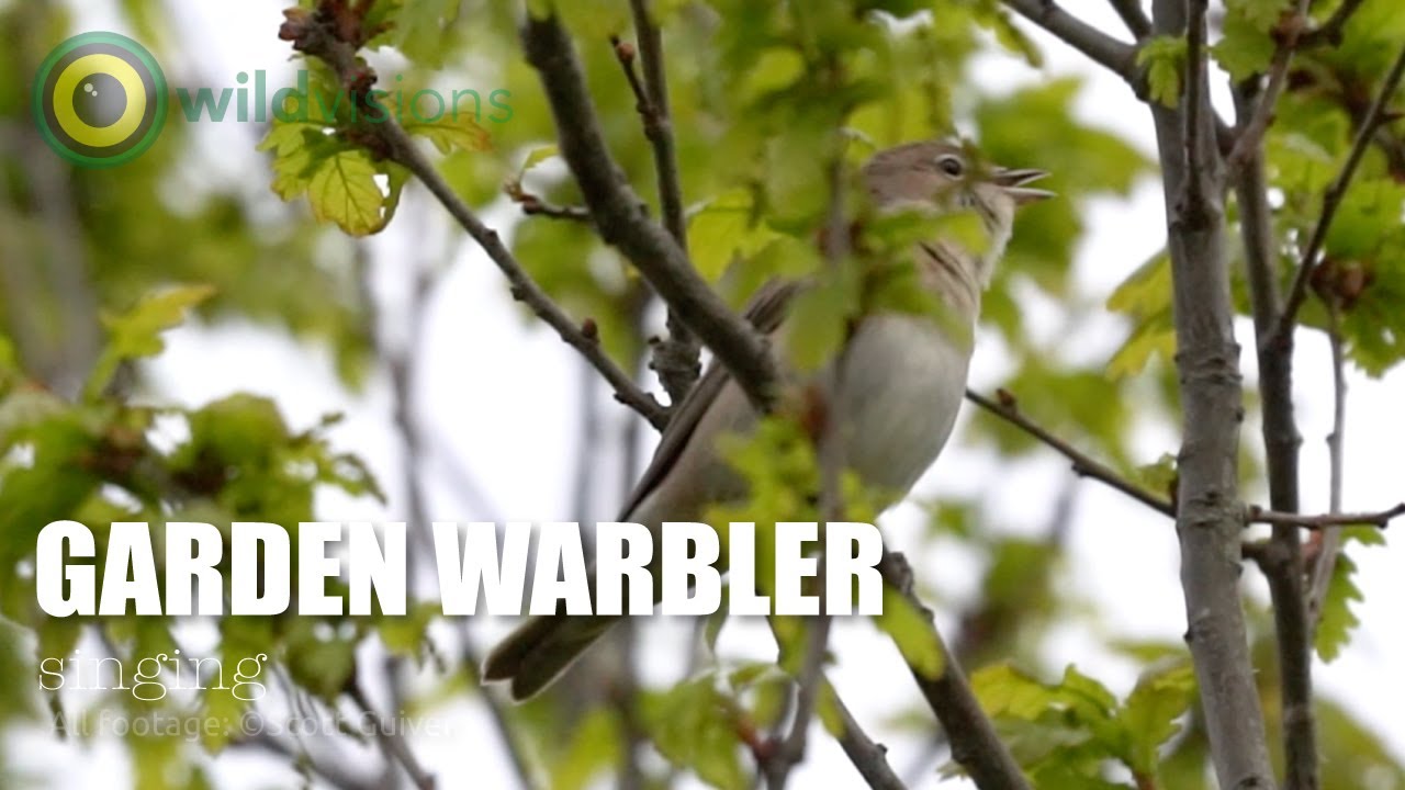 Garden Warbler - Sylvia borin - singing | song (part 3)