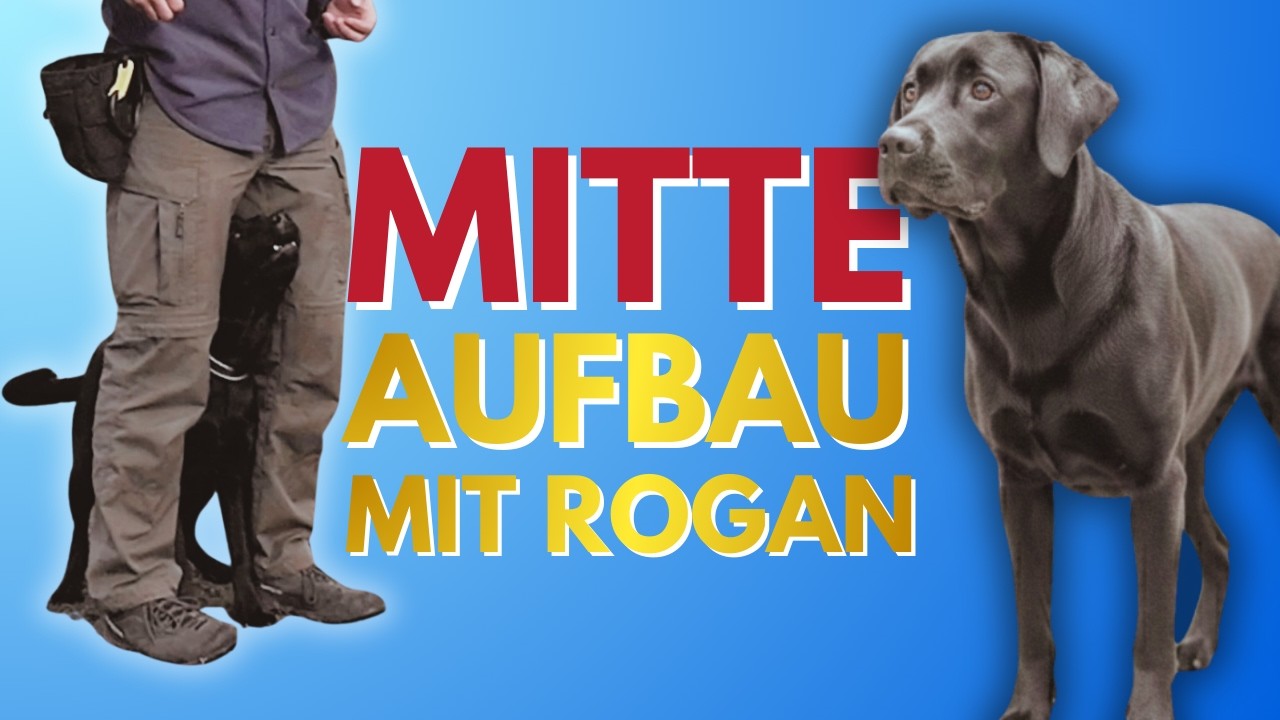 Die perfekte „Mitte“ Position beim Hund – so trainieren wir sie