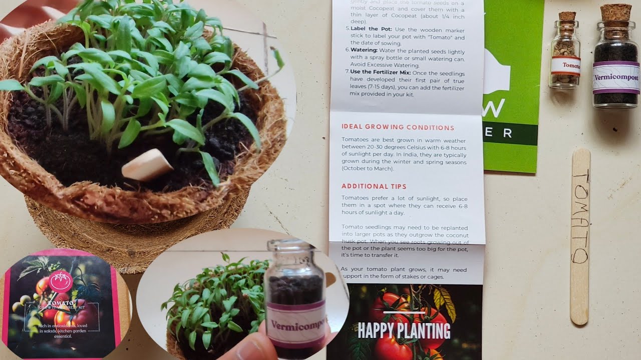 Growing Tomato with DIY KIT 