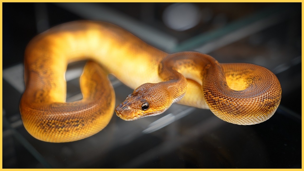 2025 Southeast Reptile Expo Atlanta | Insane Morphs, Top Breeders, & More!