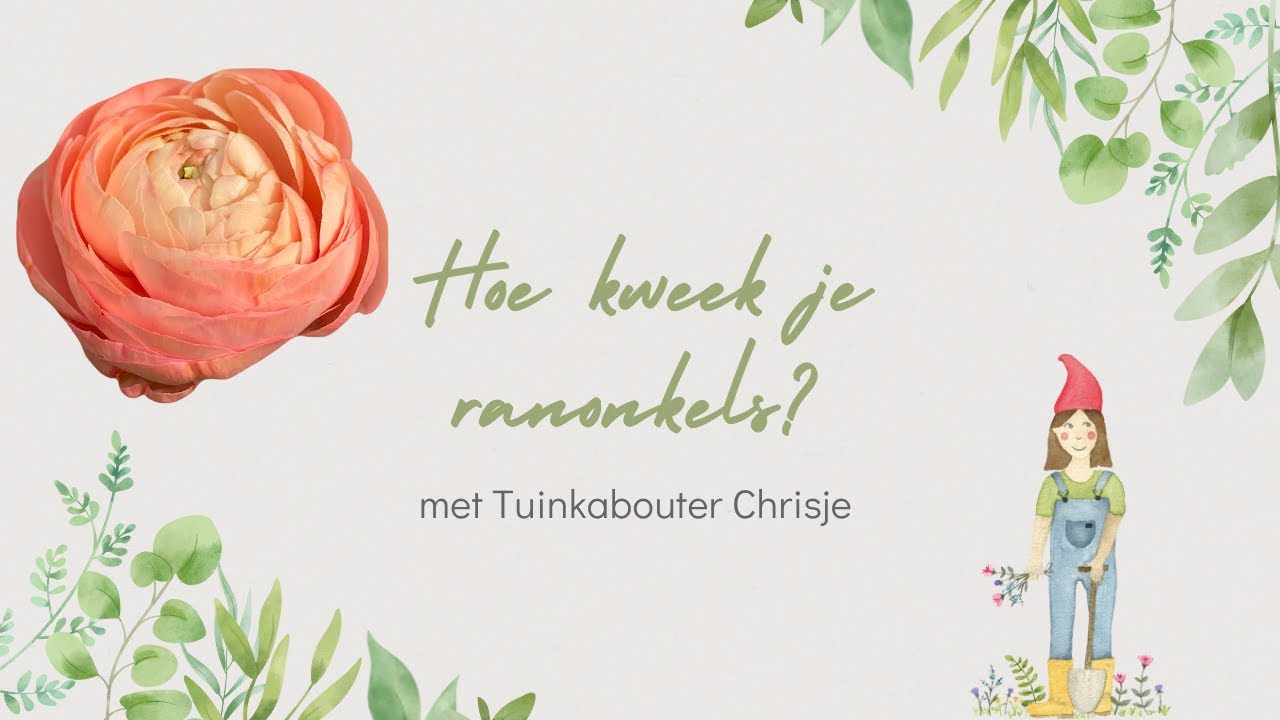 Ranonkels Kweken: Tips voor de Mooiste Bloemen in je Tuin!