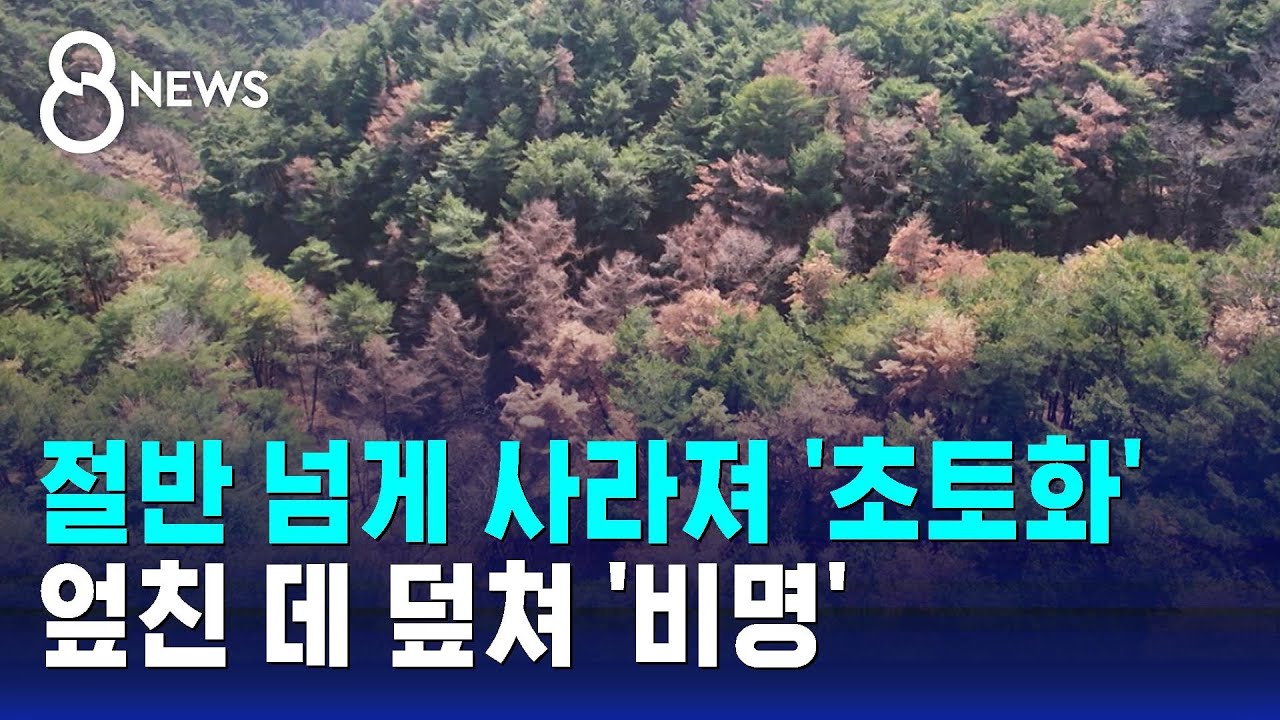 절반 넘게 사라져 '초토화'…엎친 데 덮쳐 '비명' / SBS 8뉴스