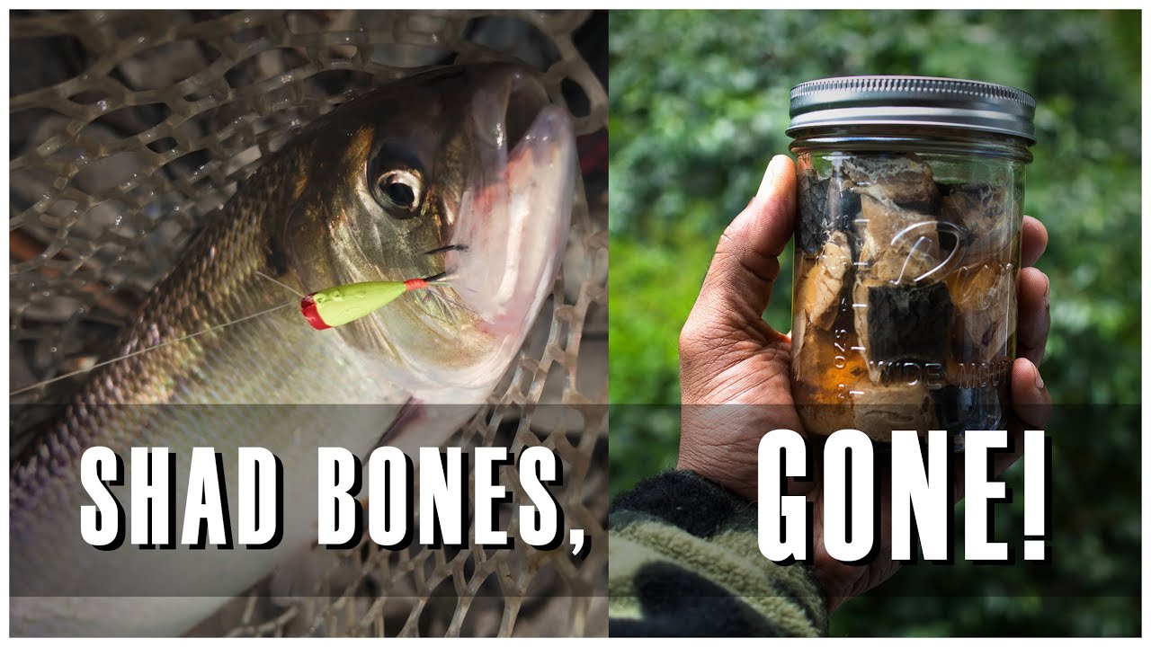 Turn Bony Shad into Gold | Canning Fish for Survival & Winter Storage