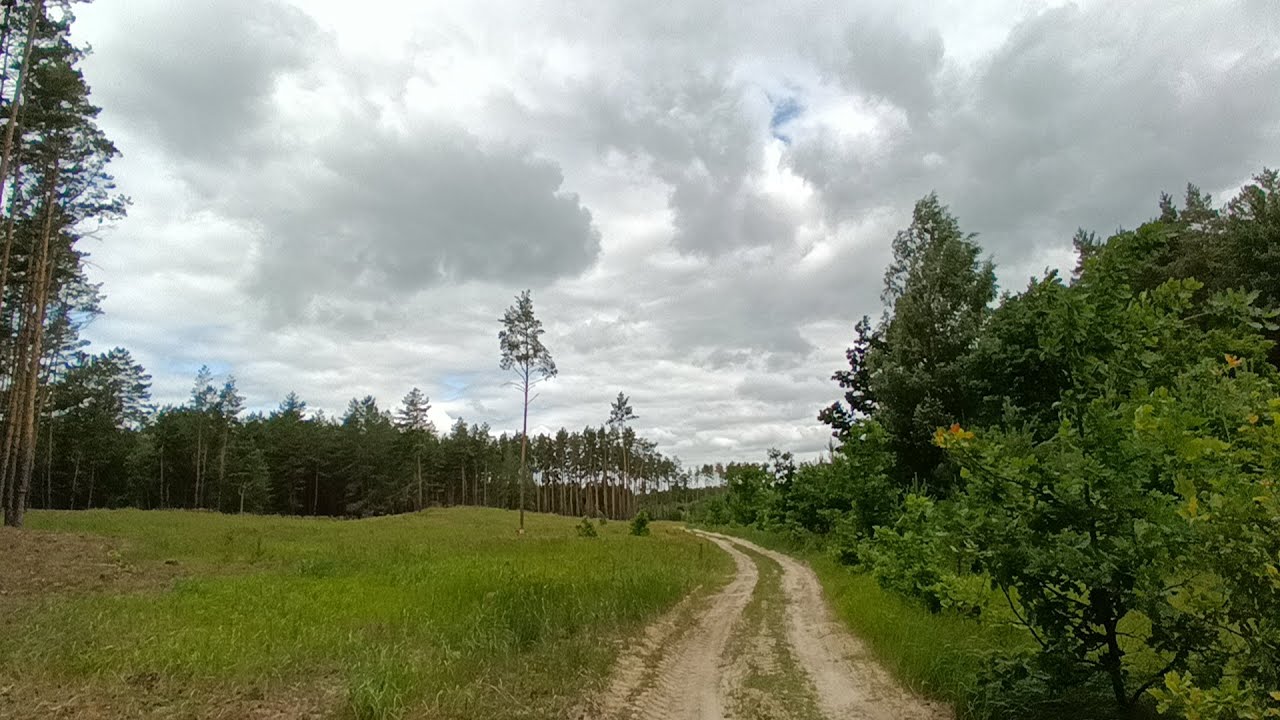 Прогулка с Гавстером по лесу - #6  - №3