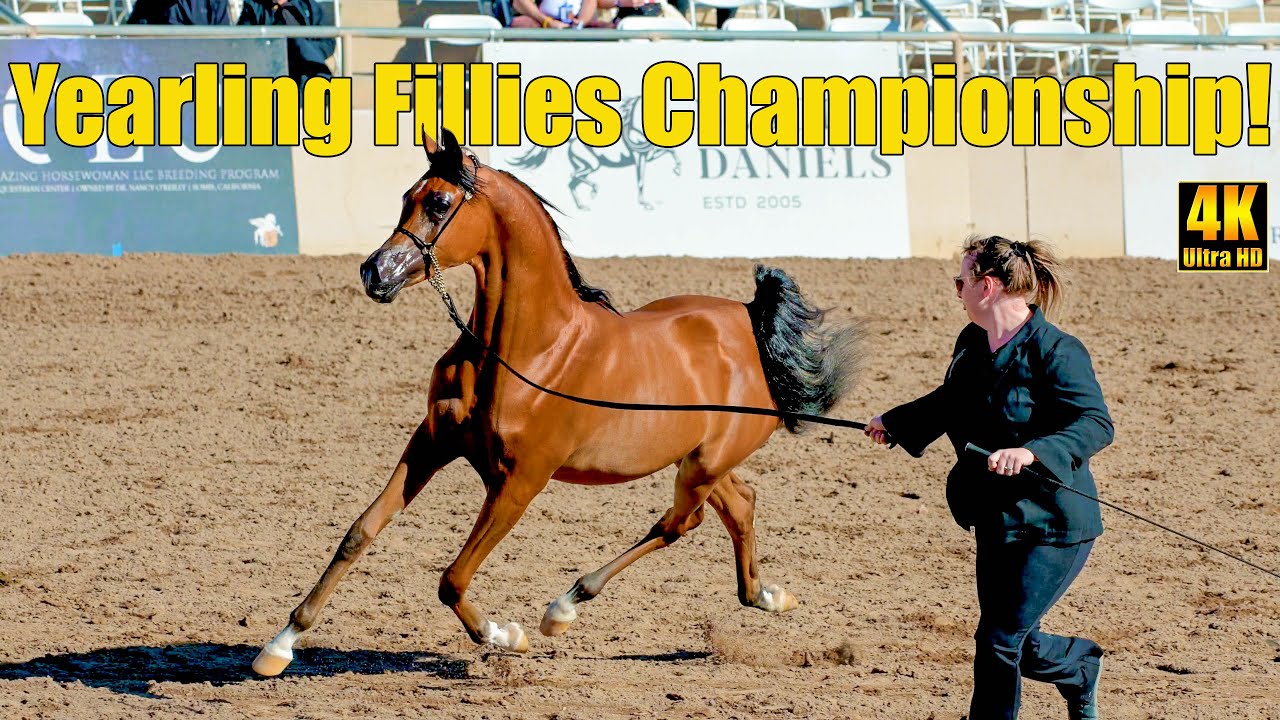 Yearling Fillies Championship at Scottsdale Arabian Horse Show