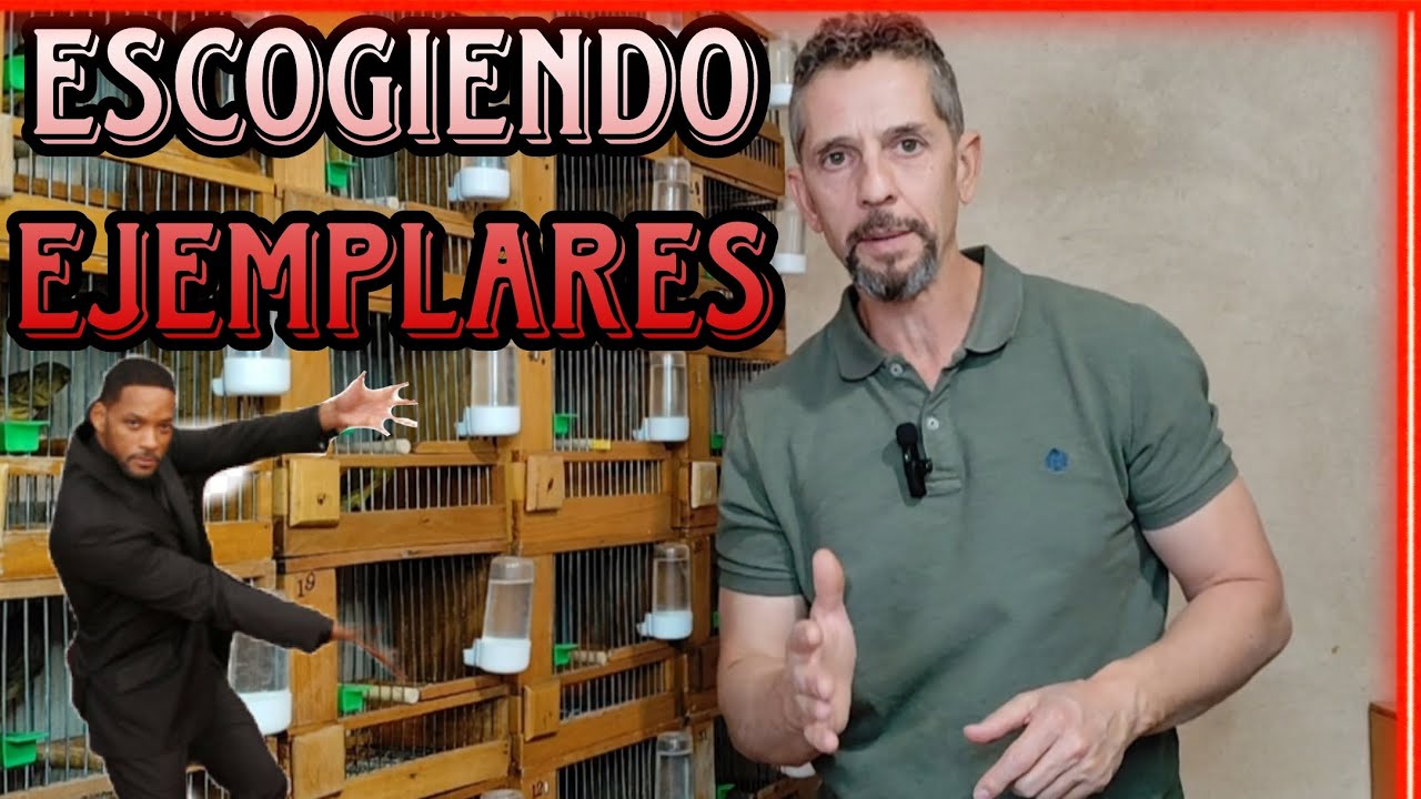 SELECCIÓN CANARIOS TIMBRADOS ORIGINALES y UN MINUTO de MUESTRA💯🎶💚