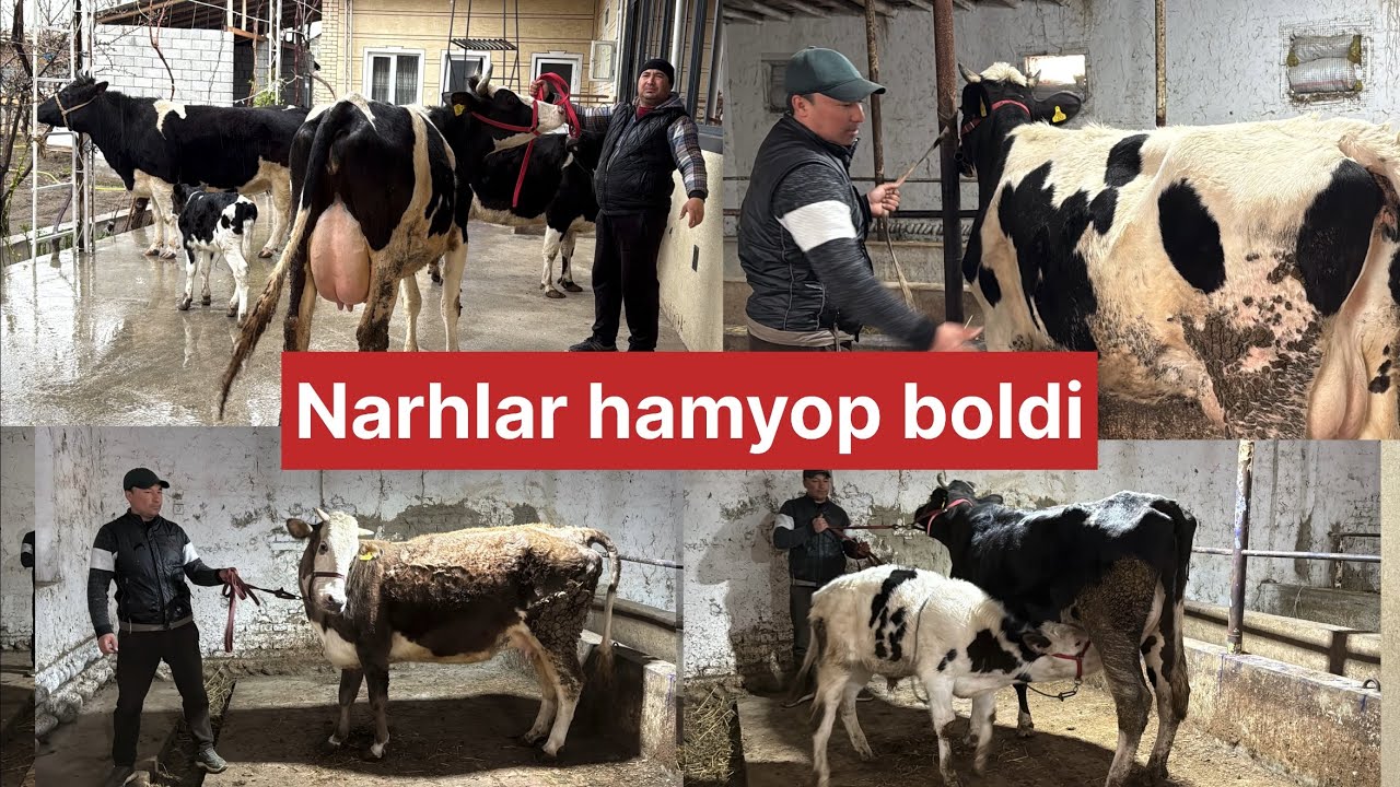 Barakali fermadan ishonchli sigirlar