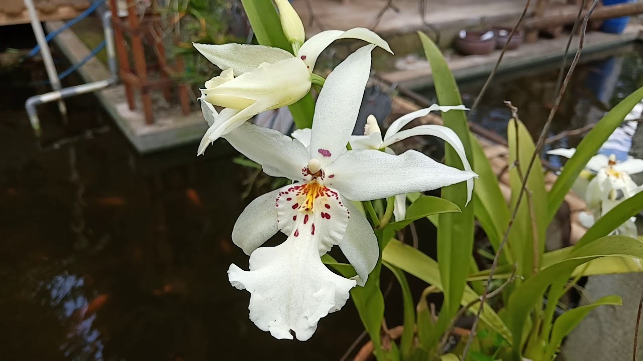 ONCIDIUM WHITE FAIRY - ALICE FROM WONDERLAND