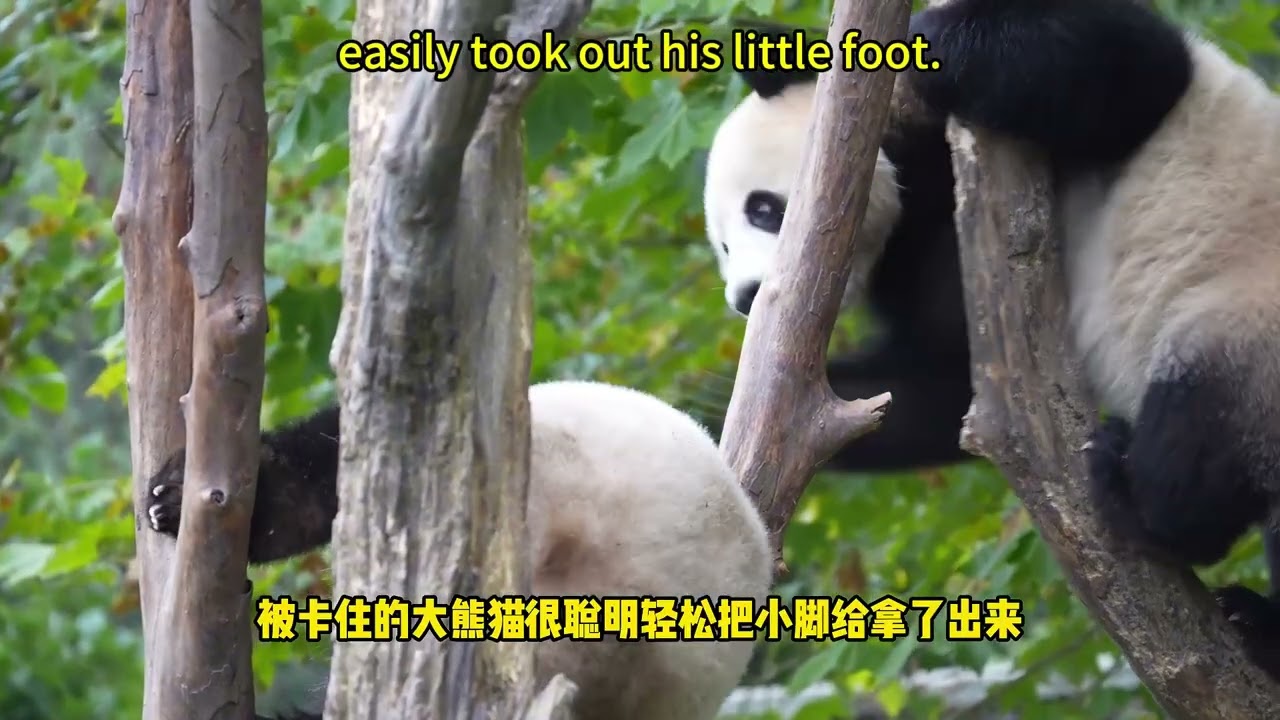 【我爱大熊猫】你们见过熊猫在树杈上打架吗，又好笑又担心它们 Have you ever seen pandas fighting on tree branches? #熊猫 #panda #我爱大熊猫