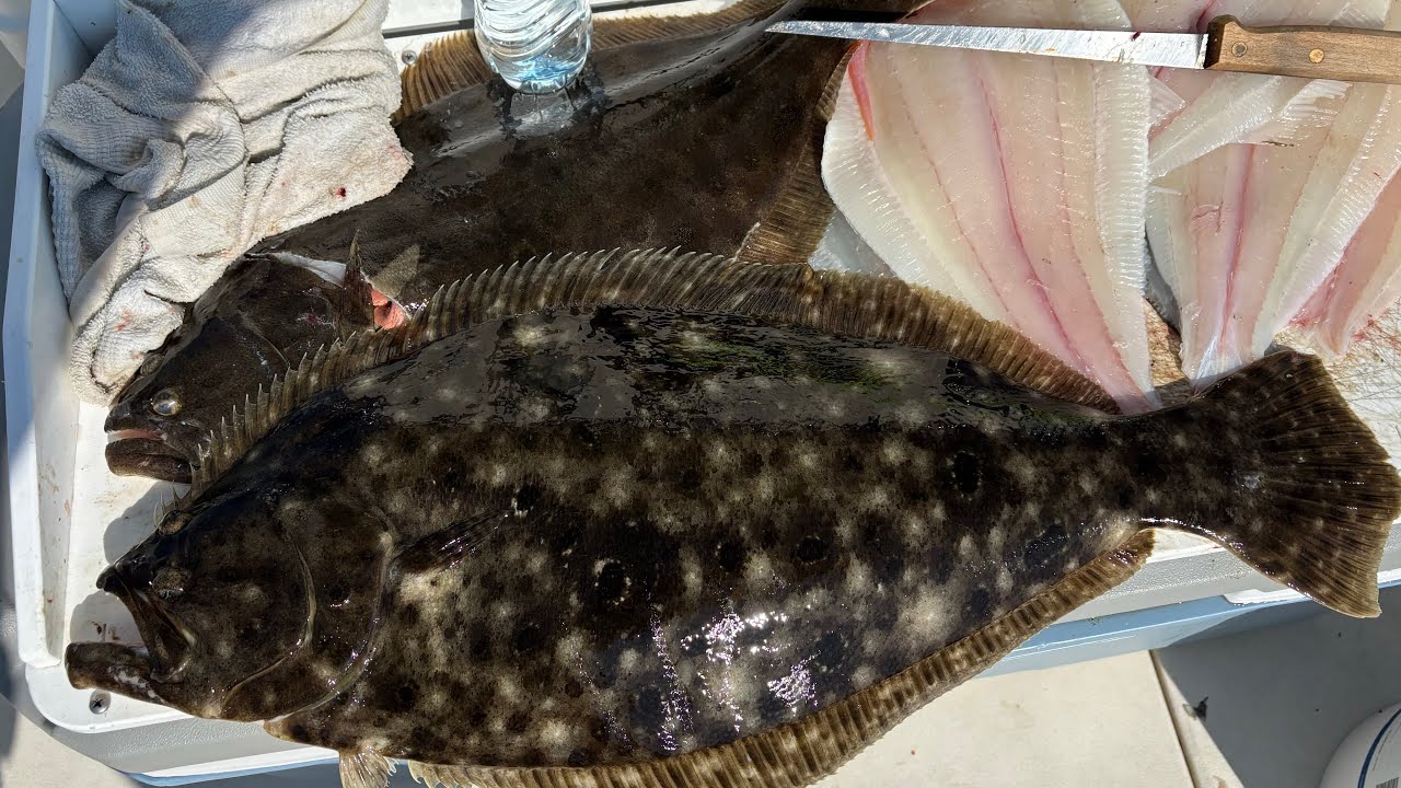 Commercial Fluke Fishing, Cooking 3 Species- Underwater View + Awesome Surprise!!